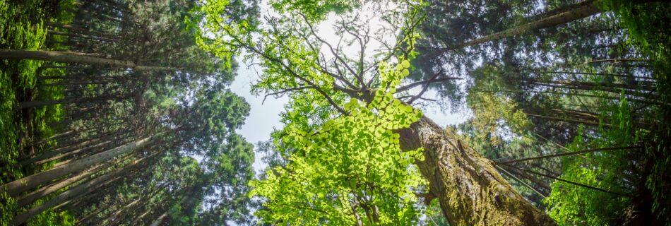 Forest Bathing
