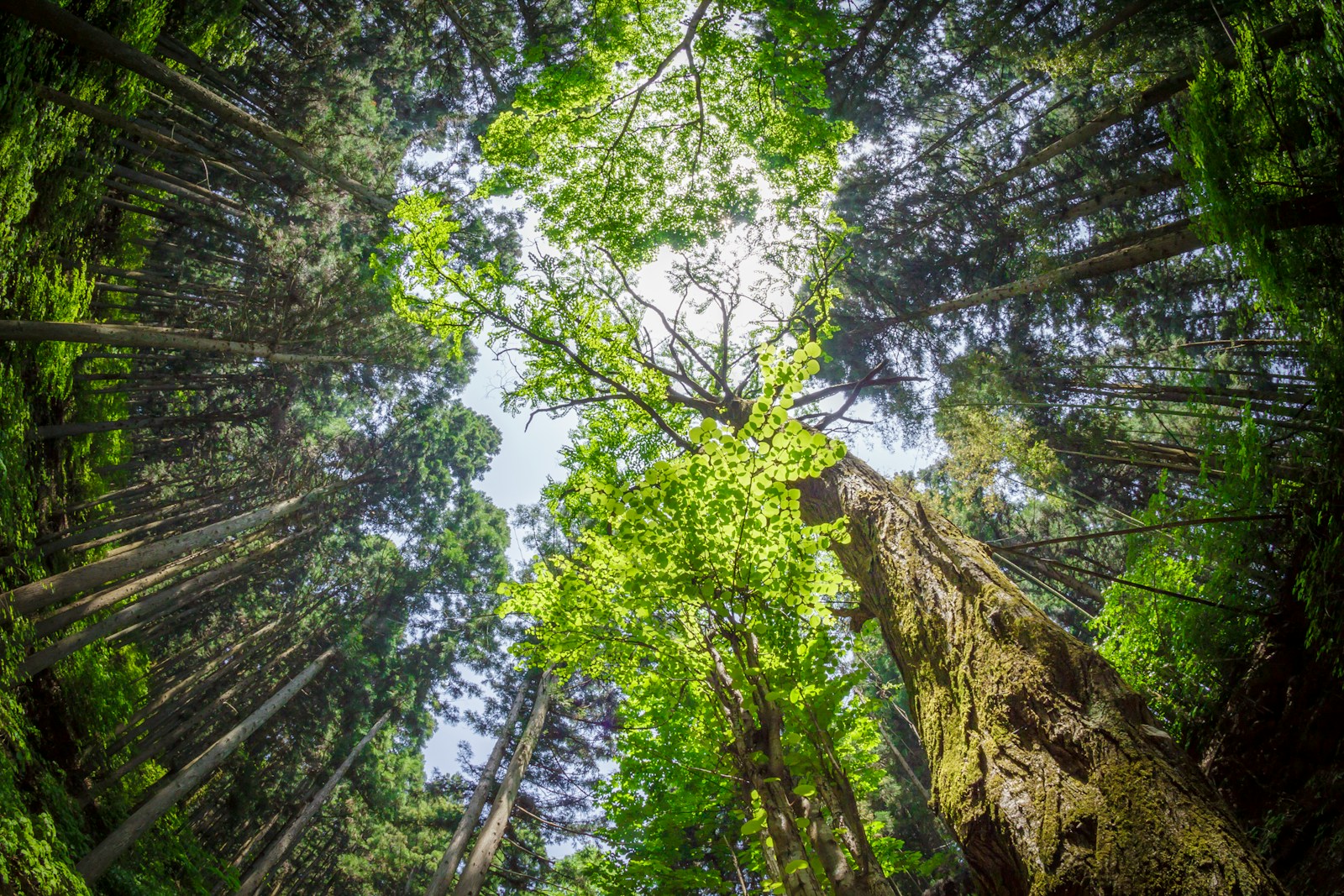 Forest Bathing